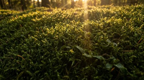 máte trávník plný mechu? vyzkoušejte tento osvědčený železný trik, který zajistí tmavě zelený a zdravý trávník po celou zimu.